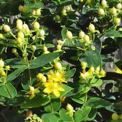 Hypericum Magical® 'Sunshine' - Image courtesy of SAPHO