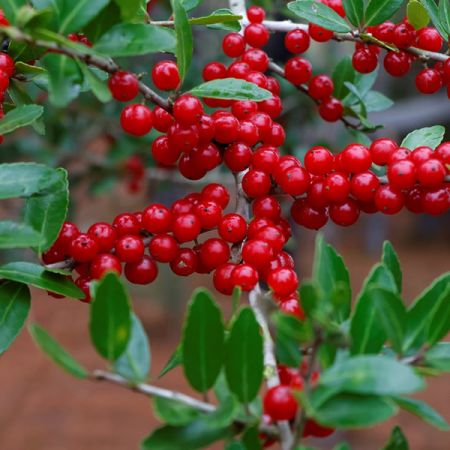 Ilex aquif. J.C. van Tol - Image by edbo23 from Pixabay