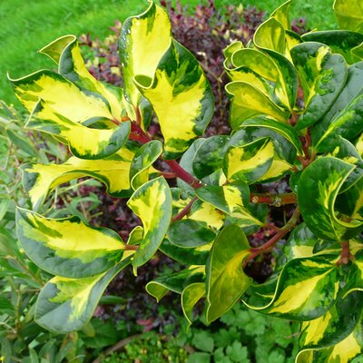 Ilex Aquifolium