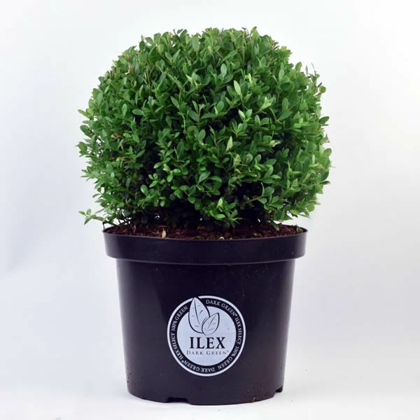 Ilex Crenata Dark Green Cm Ball L Ardcarne Garden Centre Roscommon Boyle