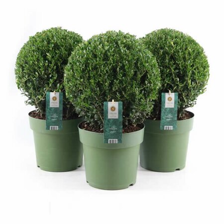 Ilex crenata 'Jenny' 40cm Ball (9L pot)