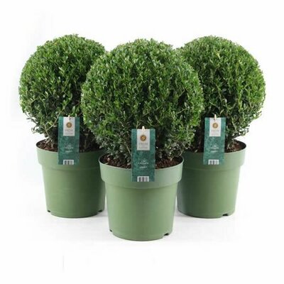 Ilex crenata 'Jenny' 40cm Ball (9L pot)