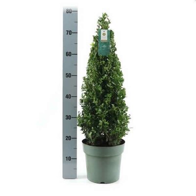 Ilex crenata 'Jenny'® Pyramid (4L pot)