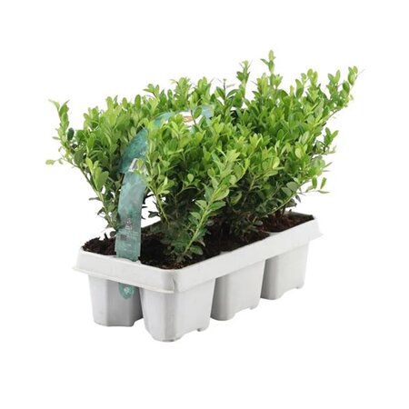 Ilex crenata 'Jenny' (6 pack)