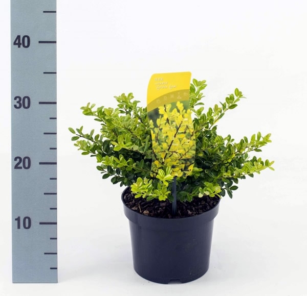 Ilex 'Golden Gem' (2L pot) - Ardcarne Garden Centre | Roscommon & Boyle