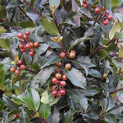 Ilex 'Blue Maid' - Photo by Andy Mabbett (CC BY-SA 3.0)