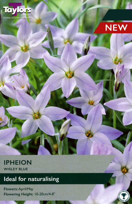 Ipheion 'Wisley Blue' (15 bulbs)