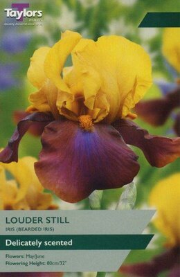 Iris 'Louder Still' (1 bulbs)