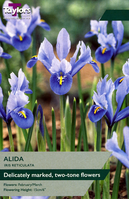 Iris Reticulata 'Alida' (12 bulbs)