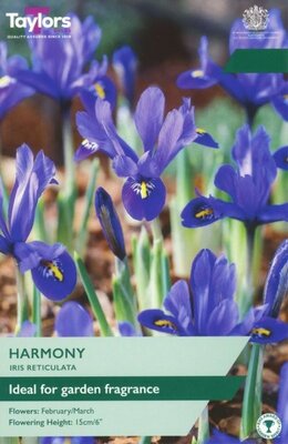 Iris Reticulata 'Harmony'