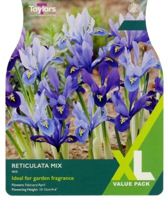Iris Reticulata Mixed