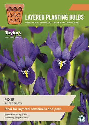 Iris Reticulata 'Pixie' (25 bulbs)