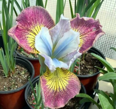 Iris 'Sugar Rush' - Public image here under fair use