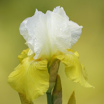 Iris 'Summer Revels' - Image by Gernot from Pixabay