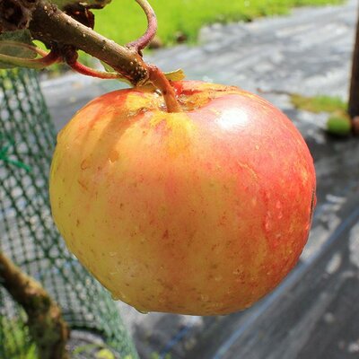 Picture courtesy of Irish Seed Savers