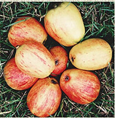 Picture courtesy of English's Fruit Nursery