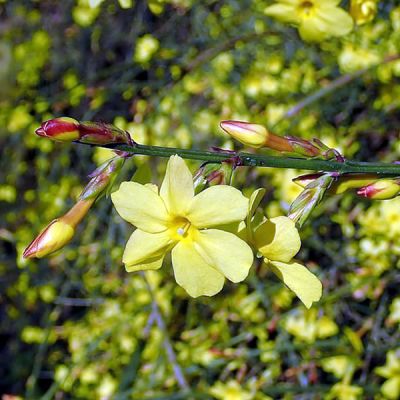 Jasminum Nudiflorum - Photo by Salicyna (CC BY-SA 4.0)