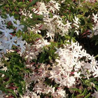 Jasminum Polyanthum - Photo by cultivar413 (Cc BY-SA 2.0)