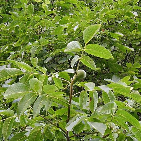 Juglans Regia  (Walnut) - Photo by Sten Porse (GFDL)