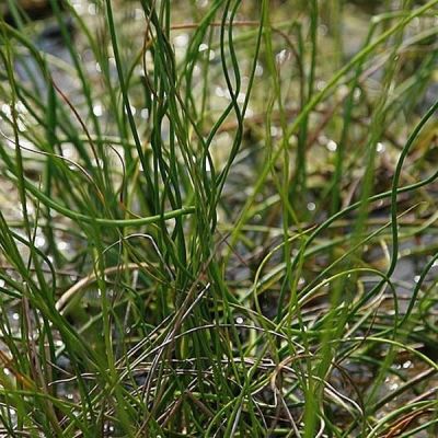 Juncus effusus f. "Spiralis" - Photo by David J. Stang (CC BY-SA 4.0)