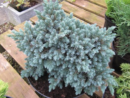 Juniperus squamata 'Blue Star'  - Image by Leonora (Ellie) Enking (CC BY-SA 2.0)