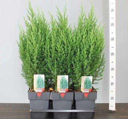 Juniperus chinensis 'Stricta' (2L pot)