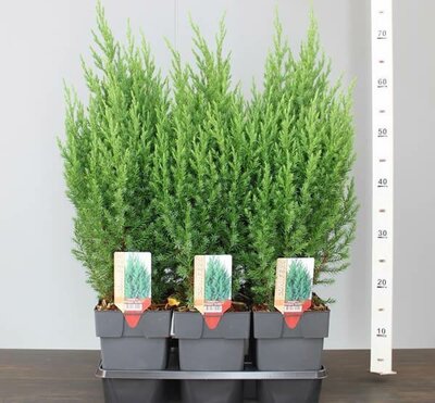 Juniperus chinensis 'Stricta' (2L pot)