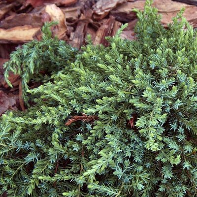 Juniperus 'Green Mantle' - Public Domain Image