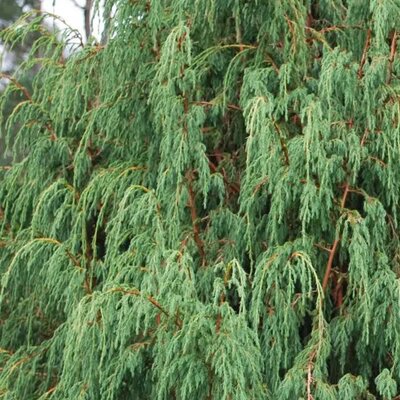 Juniperus Recurva 'Coxii' - Public Domain Image under fair use