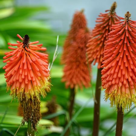 Kniphofia 'Flamenco' - Image by Bernd Hildebrandt from Pixabay  