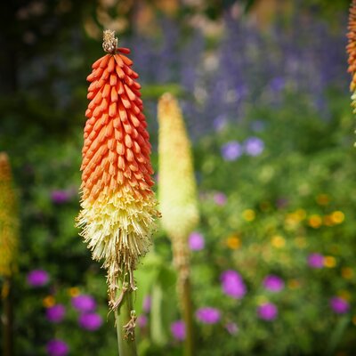 Kniphofia Nobilis - Image by Werner Redlich from Pixabay