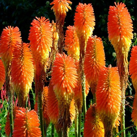 Kniphofia 'Pyromania Orange Blaze' - Photo by yewchan (CC BY-SA 2.0)