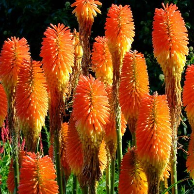 Kniphofia 'Pyromania Orange Blaze' (2L pot)