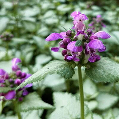 Lamium 'Beacon Silver' (2L pot)