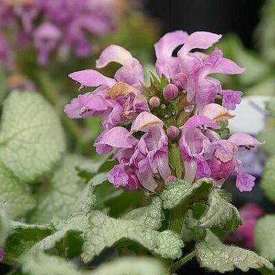 Lamium 'Red Nancy' - Photo by David J. Stang (CC BY-SA 4.0)