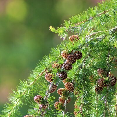 Larch (Larix decidua) 40-60cm Bare Root