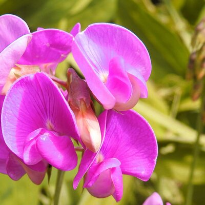 Lathyrus 'Red Pearl' - Photo by form PxHere