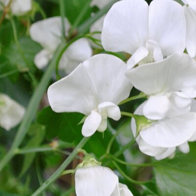 Lathyrus 'White Pearl' - Public domain image under fair use (https://davidsgardendiary.com/)