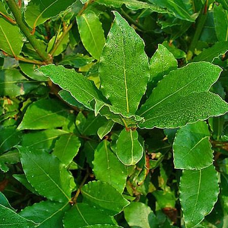 Laurus Nobilis Standard  - Photo by H. Zell (GFDL)