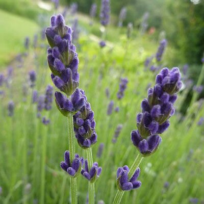 Lavandula angustifolia - Photo by Magnus Manske (GFDL)