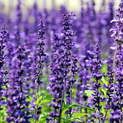 Lavandula x in. Grosso - Image by NoName_13 from Pixabay