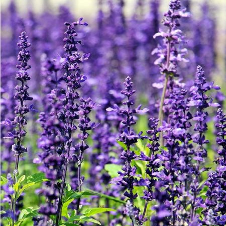 Lavender angust. "Munstead" - Image by S. Hermann & F. Richter from Pixabay 