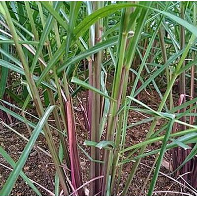 Lemon Grass - Photo by Mokkie (CC BY-SA 4.0)