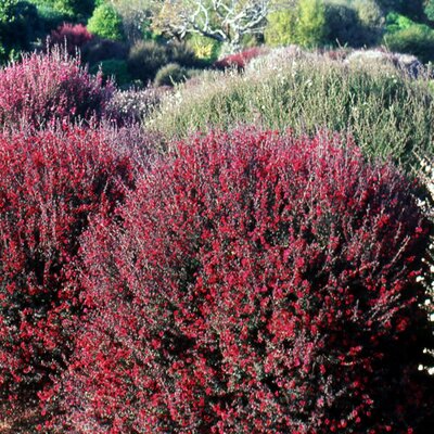 Leptospermum 'Crimson Glory' - Image courtesy of Auckland Botanical Gardens