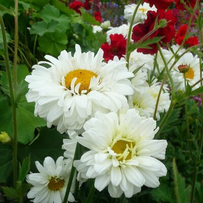 Leucanthemum 'Victoria' - Photo taken at Ardcarne Garden Centre, Boyle - 25/07/2025