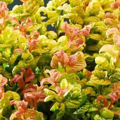 Leucothoe 'Curly Gold' - Public Domain Image