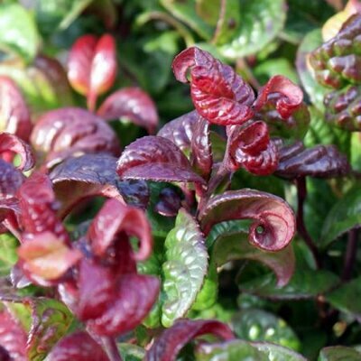 Leucothoe 'Curly Red' (15L pot)