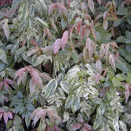 Leucothoe 'Rainbow' - Photo by A. Barra (GFDL)