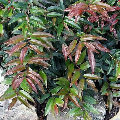 Leucothoe 'Royal Ruby' -  Photo by David J. Stang (CC BY-SA 4.0)