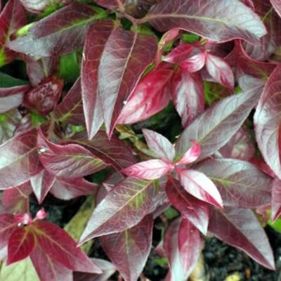 Leucothoe 'Zeblid' (15L pot)